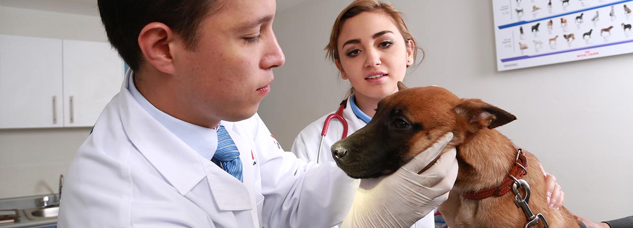 Si tu perro tiene tos, llévalo al veterinario