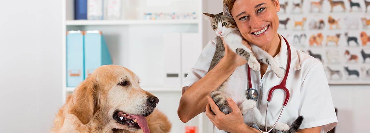 100 razones para mejorar la vida de perros y gatos