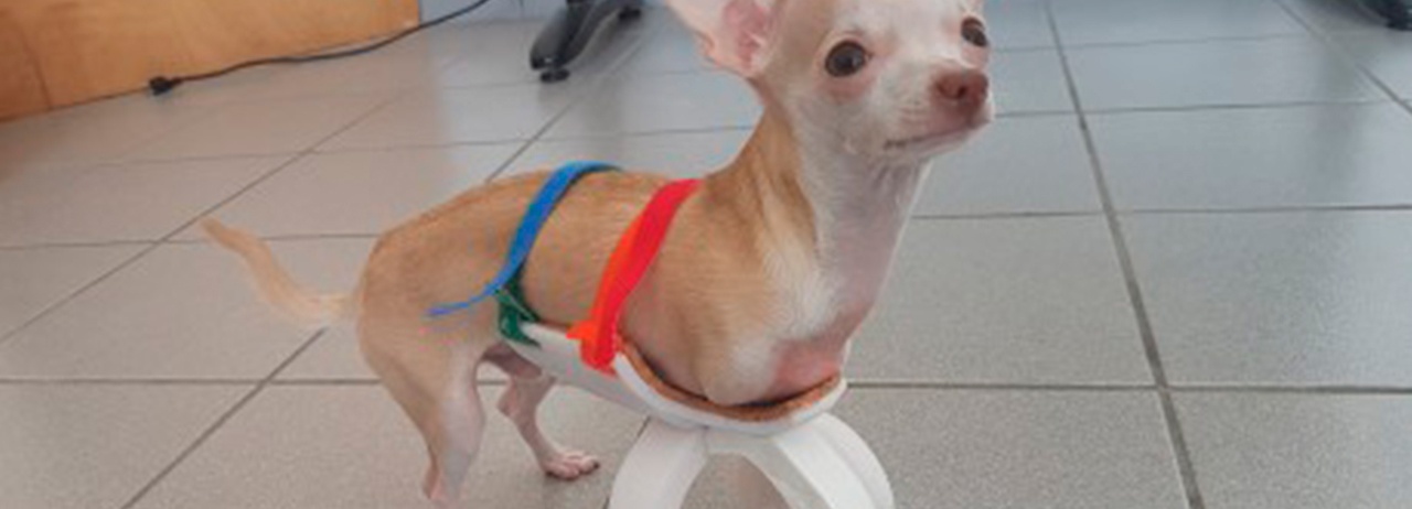Toretto: primer perro con carrito impreso en 3D en México